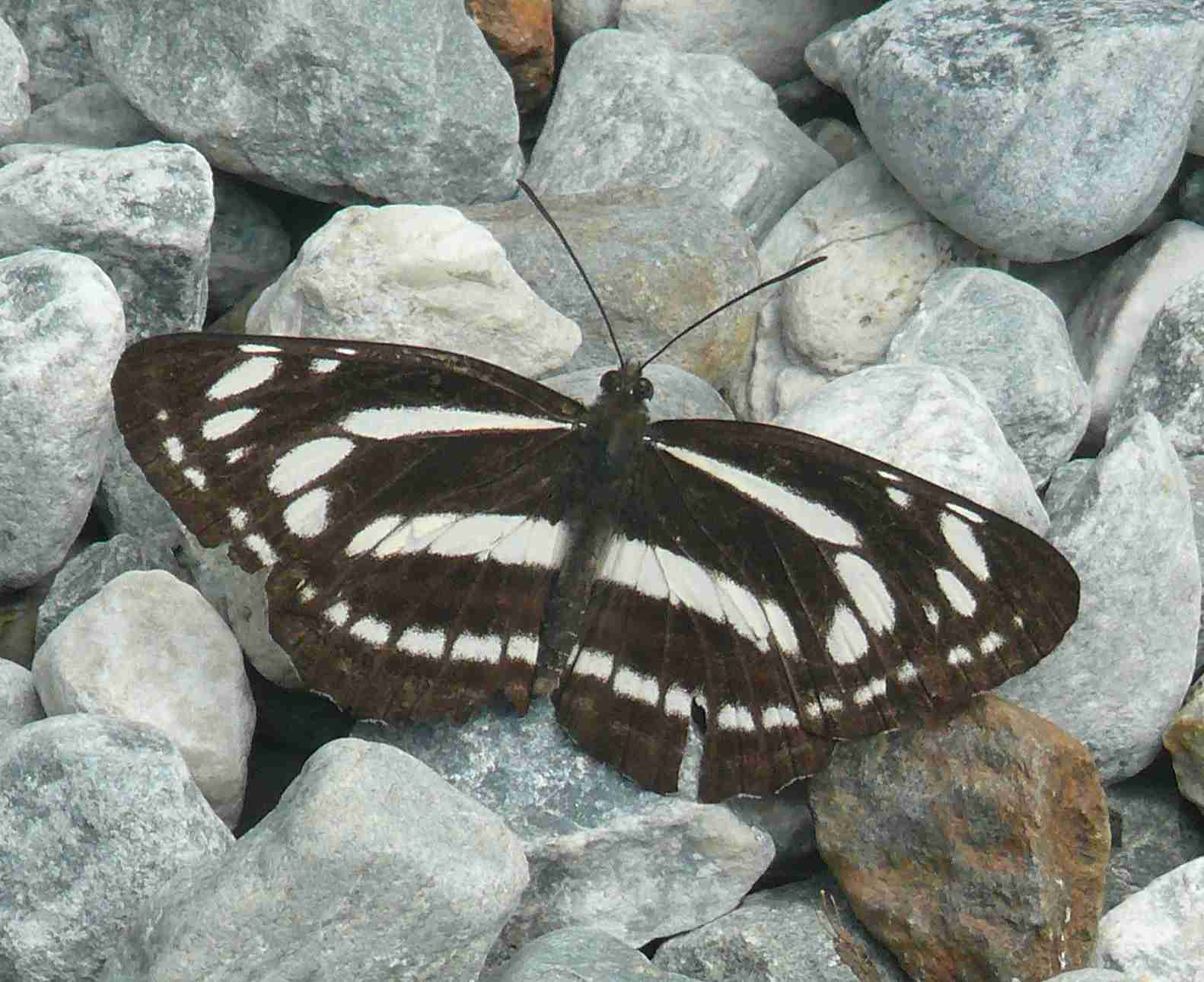 Neptis philyroides sonani Neptis philyroides sonani